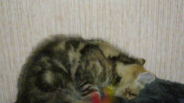Котенок черный мрамор.wmv смотреть онлайн