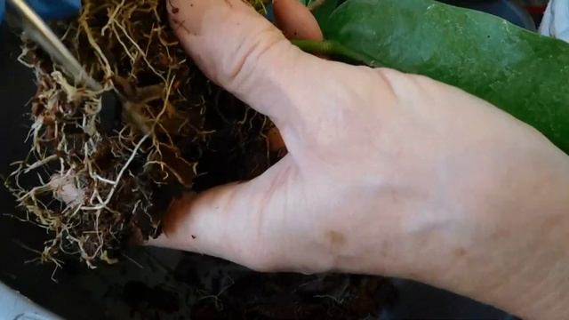 Repotting My Species Hoya Archboldiana 'Pink'