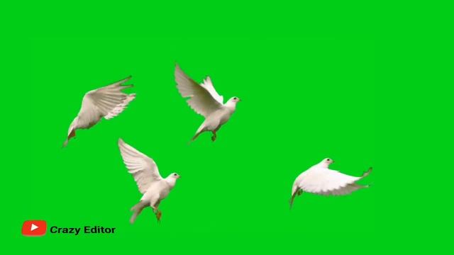GREEN SCREEN Dove birds Flying effects HD No copyright | chroma key dove pigeon смотреть онлайн