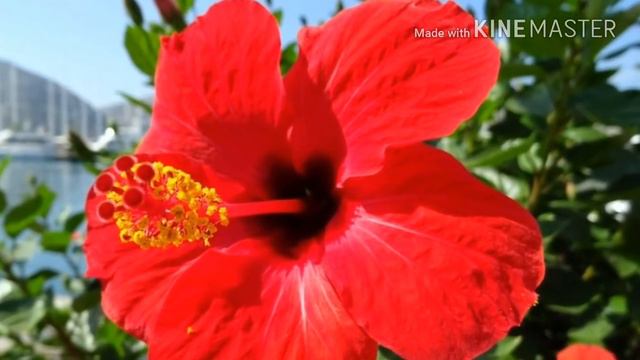 HIBISCO: CONFIRA AS VIRTUDES DESSA PLANTA смотреть онлайн