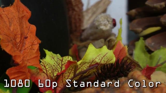 Panasonic HDC-HS900 Focus Test смотреть онлайн