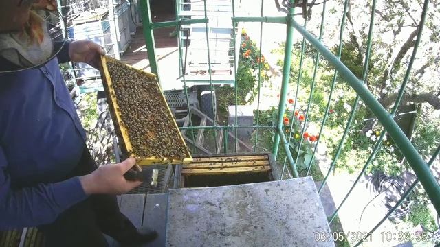 Постановка второго корпуса.Как правильно расширять гнездо пчел весной. смотреть онлайн