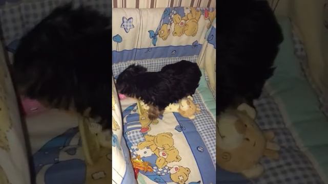 Ночные погрызушки Тутси смотреть онлайн