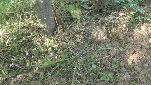 Почвопокровное растение - герань крупнокорневищная. смотреть онлайн