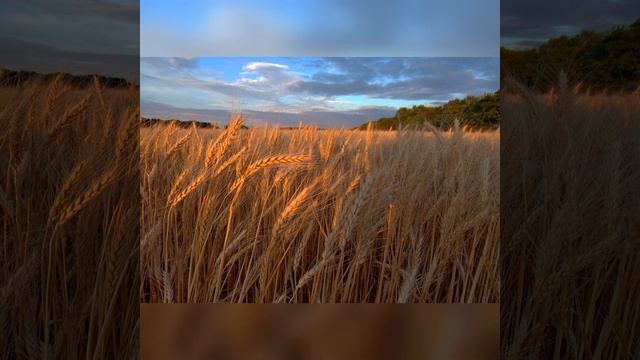 Василь Симоненко Моя мова смотреть онлайн