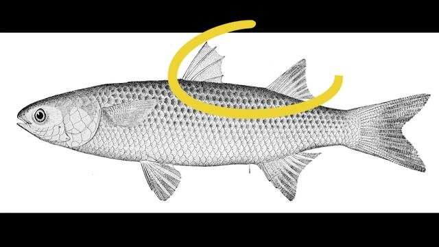 Facts: The Mullet смотреть онлайн