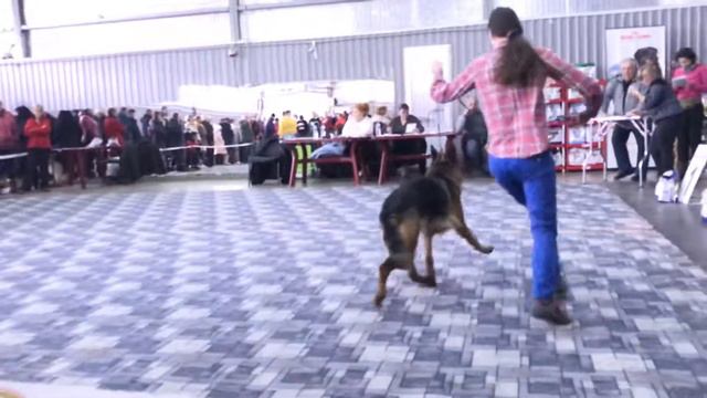 Выставка собак г.Саратов 9.02.2019 смотреть онлайн