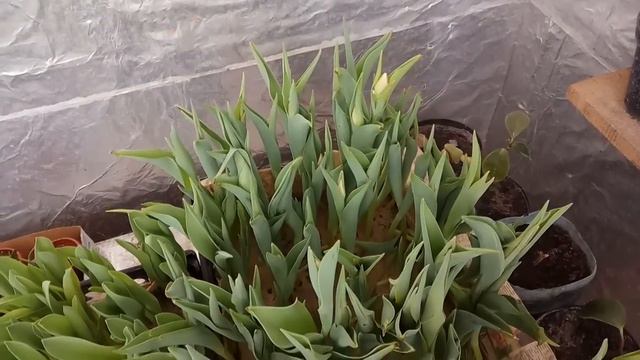 Як зробити тюльпан вищим? Як оптимально розмістити тюльпани ящиками в теплиці? смотреть онлайн
