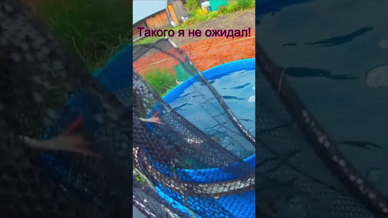 Такого я не ожидал! #shorts смотреть онлайн