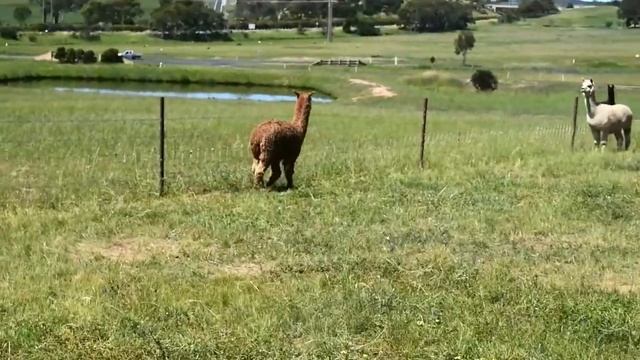 MY farm visit and chasing Llamas - Australian Farm Animals so much fun!!!! смотреть онлайн
