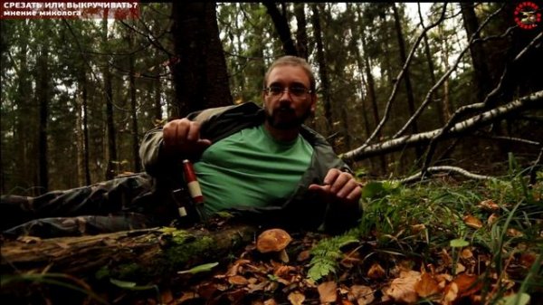 ГРИБЫ - срезать или выкручивать? вечный спор грибников grib.tv