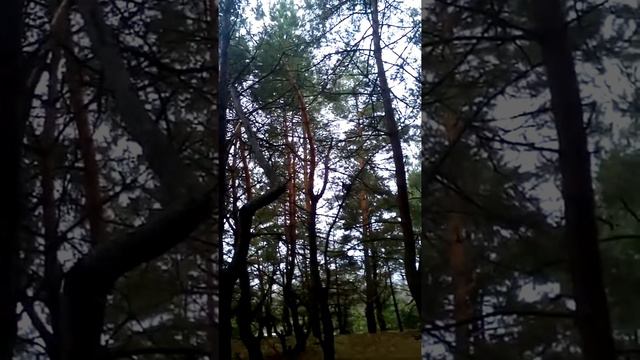 Стрельба в лесу смотреть онлайн