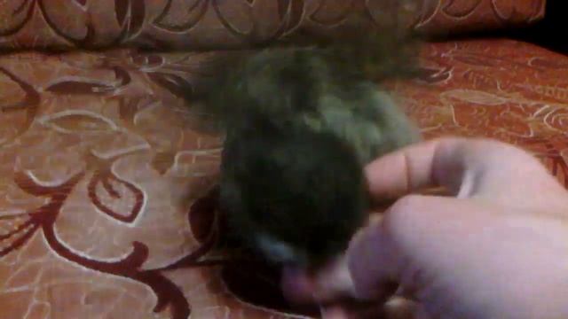 Домовой сыч смотреть онлайн