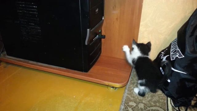 Кот играет с компом смотреть онлайн
