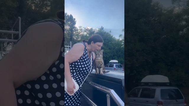 Дарим любовь бездомным животным. Любимый кот Барсук ?. #новороссийск #добрыедела смотреть онлайн