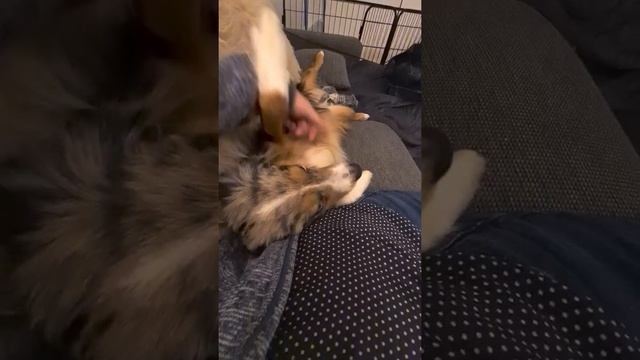 Нежности миниатюрной американской овчарки Мии смотреть онлайн