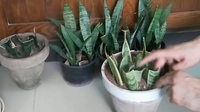 Snake Plant ki Cutting Laganay Ka Tarika (With Update) смотреть онлайн