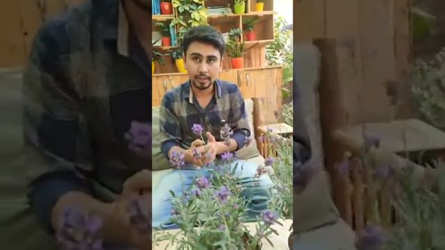 How to care for Lavender смотреть онлайн