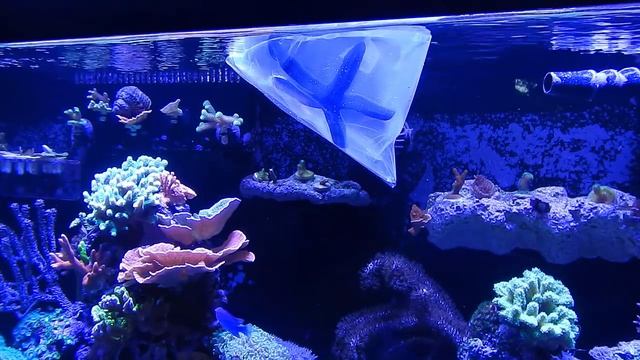 Adding Blue Linckia Starfish | Reef Tank смотреть онлайн