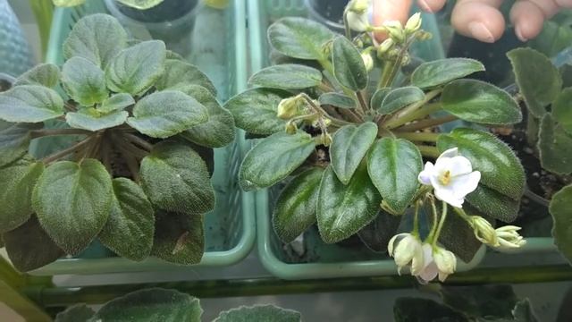 фиалка Ле мятная прохлада, АВ сердце матери, СМ Олеся смотреть онлайн