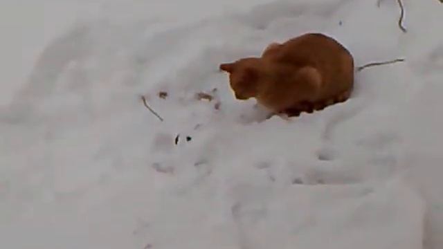 зимняя охота кота на крота смотреть онлайн