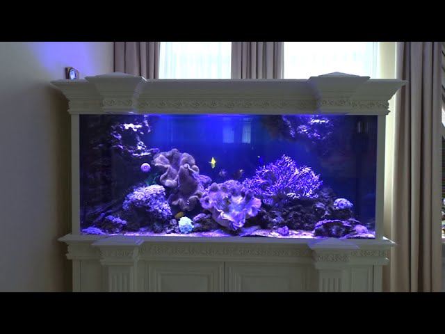 Рифовый аквариум смотреть онлайн