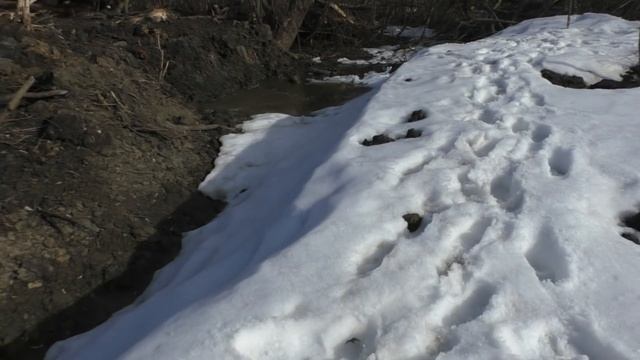 Очистка пруда: большая весенняя экскурсия по очищенным водоемам смотреть онлайн