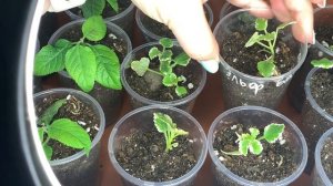 ПЛЕКТРАНТУС размножение, как черенковать плектрантус, укоренение черенков плектрантус ампельный