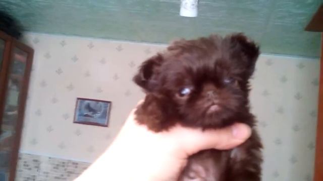 Girl griffon 4week,shoko color смотреть онлайн