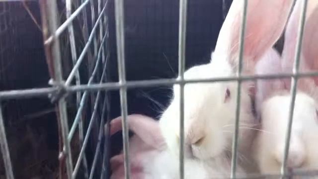 Немецкие Ризены. Альбиносы смотреть онлайн