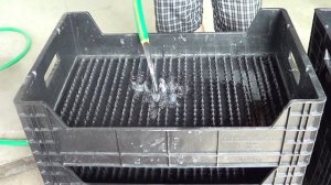 Гидропонная выгонка тюльпанов, профессиональный обзор ящиков.