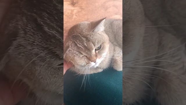 Шотландка сидит на природе#стехапотеха смотреть онлайн