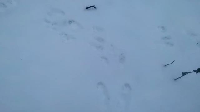 снимал следы белки на снегу, пока... / was shooting a squirrel footprints on the snow until... смотреть онлайн