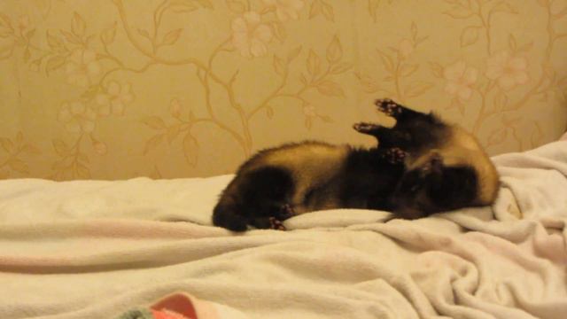 Лесные хорьки в доме. Заигрались | Гизмо и Томас смотреть онлайн