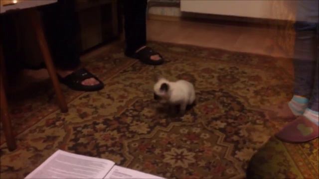 Котята скиф-той-боб 