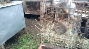 Лучший способ определить пол маленьких крольчат