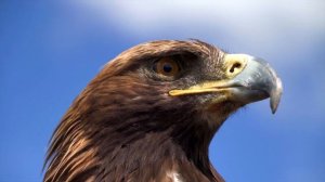 Sound Effect Eagle , Sound of Eagle in Sky / Звук Орла , Звук Орла в Небе