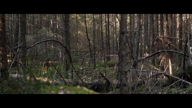 Дремучий Белорусский Лес смотреть онлайн