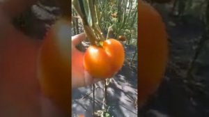 Сорт томата "Есыкский кристалл" (Казахстан)