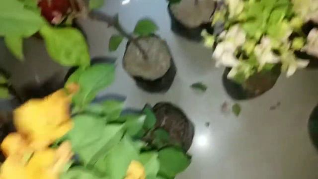 PLANTS SHOPPING HAUL / bougainvillea and rose haul / black rose / different type of plants / GEG смотреть онлайн