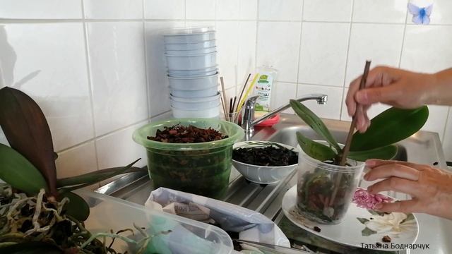 Теперь посадка сеянцев орхидей смотреть онлайн