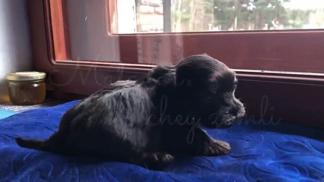 Russkaya tsvetnaya bolonka Matador s Volchey zemli, 1 month смотреть онлайн