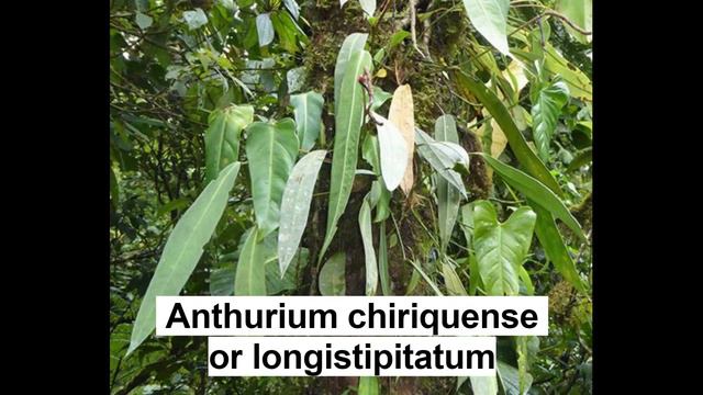 SPECIES OF ANTHURIUM PLANTS WITH LONG LEAVES. смотреть онлайн