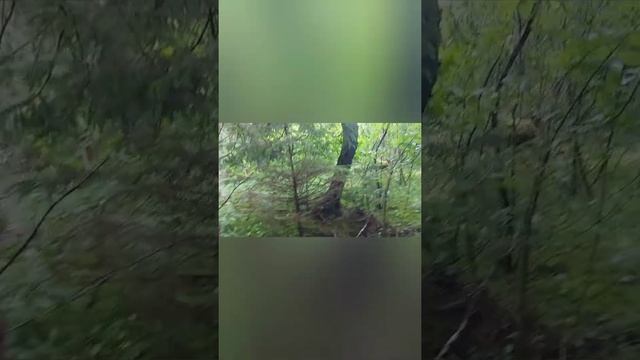 Новый проект, новый участок под застройку, начинаем чистить участок от кустов и старых деревьев. смотреть онлайн