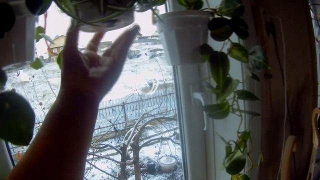 Комнатные растения, цветы в спальне, бегонии и филы, орхидеи и маранты, большой обзор смотреть онлайн