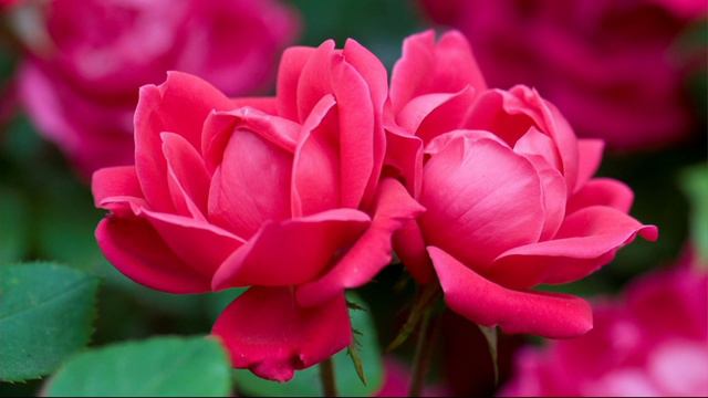 Cottage Farms Easy Does It Double Knock Out Rose Duo on QVC смотреть онлайн