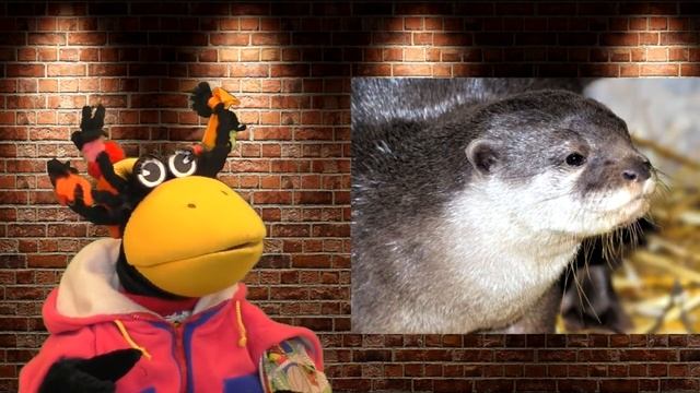 Бескоготная выдра смотреть онлайн