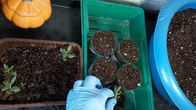 ЛАВАНДА ИЗ СЕМЯН ..ПИКИРОВКА,СОСТАВ ГРУНТА, ПОДРОБНО.. смотреть онлайн