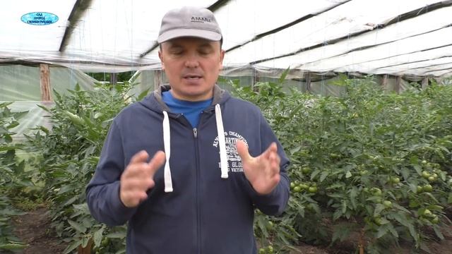 Как не допустить преждевременного покраснения помидор. смотреть онлайн