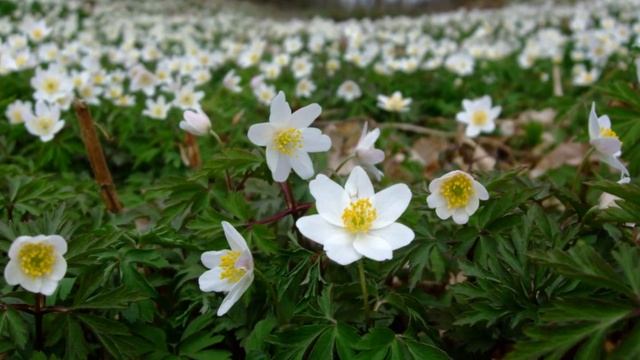 Vitsippa - Anemone nemorosa! смотреть онлайн